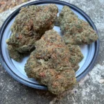 Cannasseur Frosted Cookies T25