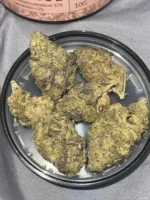 El Pappí Gary Gushers #31