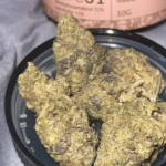 El Pappí Gary Gushers #31