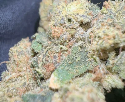 Munchiestash - Grapefruit granddaddy