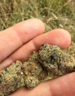 Red Velvet - Cultiva strain