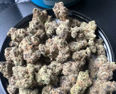 Cabanis Indica 26 (OMG Burger)