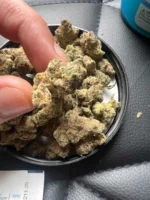 Cabanis Indica 26 (OMG Burger)