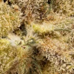 Midz - Sativa 17% THC (Citradelic Sunset)