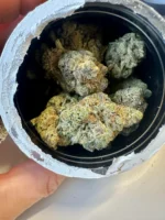 West Coast Palms x Golden Days Cultivators - Apple Fritter