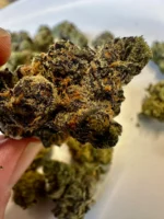 West Coast Palms x Golden Days Cultivators - Apple Fritter